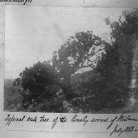 An oak tree in Wistman's Wood