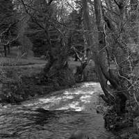 NEGATIVE OF   EAST OKEMENT RIVER,  . by R. HANSFORD WORTH