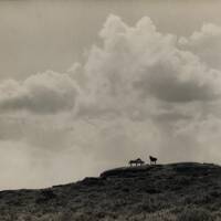 Dartmoor  landscape with ponies