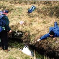 Rescuing a Sheep from the Devonport Leat