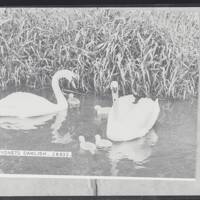 Swans and cygnets, Dawlish