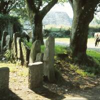 Colour image of trees, stones, with ponies in the background at Widecombe in the Moor 