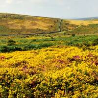 Uncatalogued: Gorse and heather banner DSC_1470.JPG