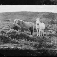 Ponies Dartmoor