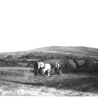 Lewis Hern with horse-drawn mower at Manaton