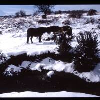 Dartmoor Ponies in the Snow