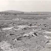 Exposed tree roots on the reservoir bed at Fernworthy Reservoir during the drought of 1959