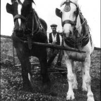 Ploughing at Heatree