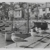 Seagulls at Brixham Harbour