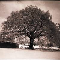 Oak Tree in Snow