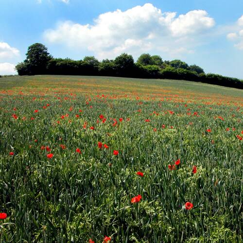 Uncatalogued: Field of Poppies.jpg