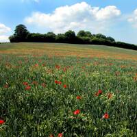 Uncatalogued: Field of Poppies.jpg
