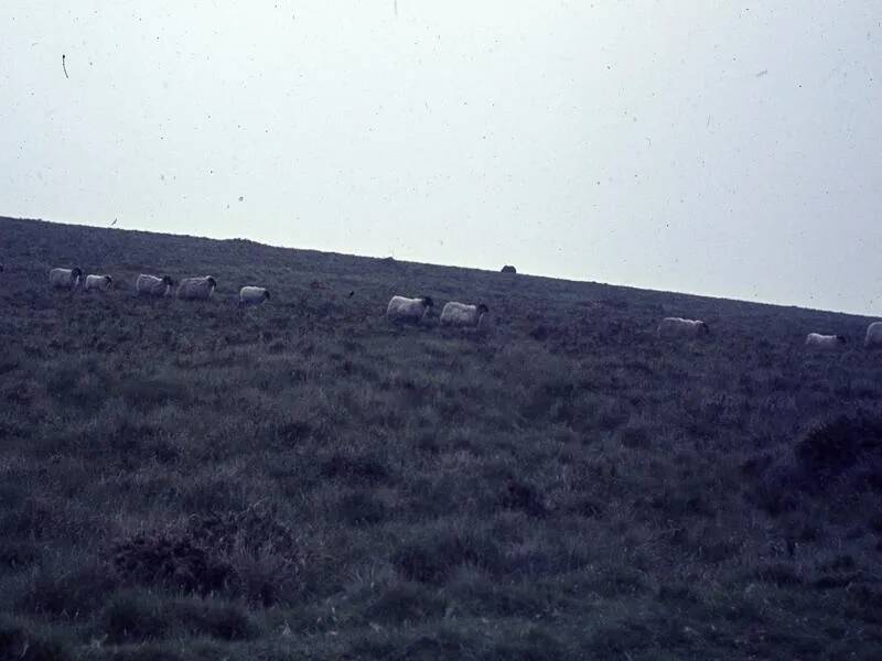 An image from the Dartmoor Trust Archive