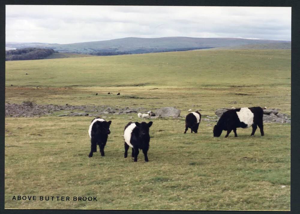 An image from the Dartmoor Trust Archive