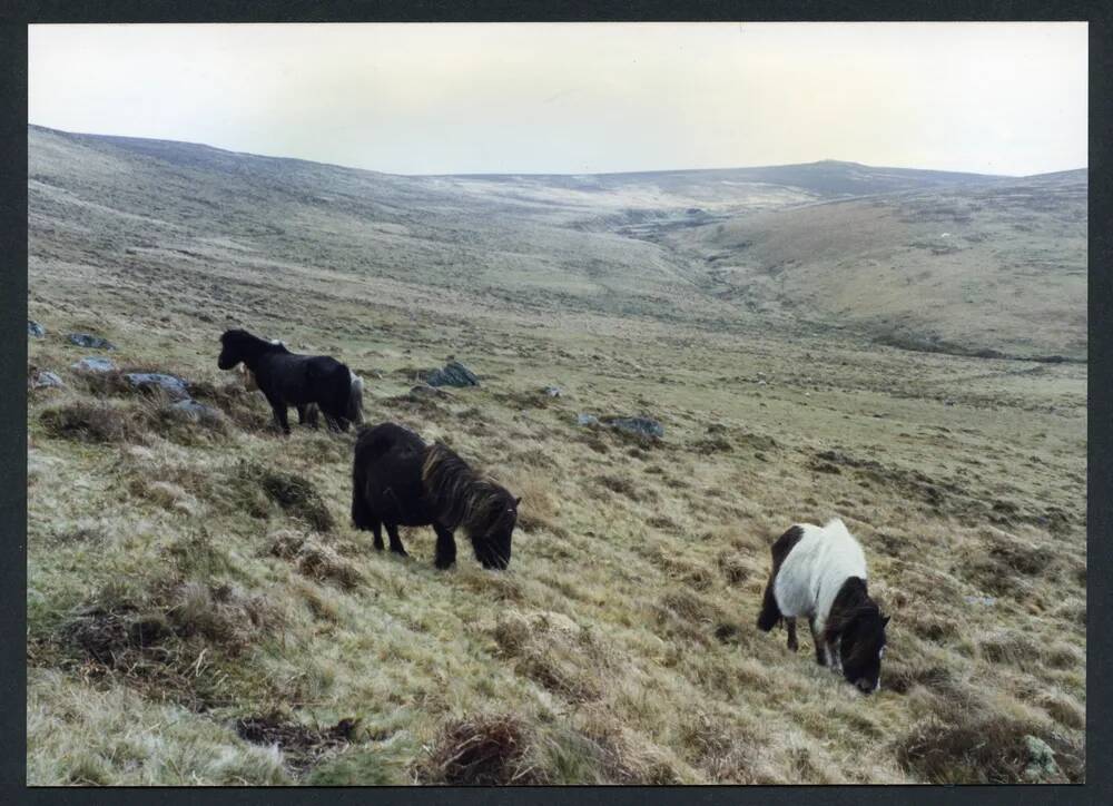 An image from the Dartmoor Trust Archive