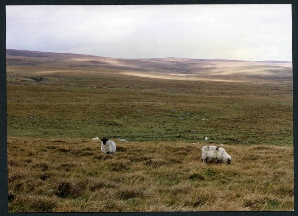 An image from the Dartmoor Trust Archive