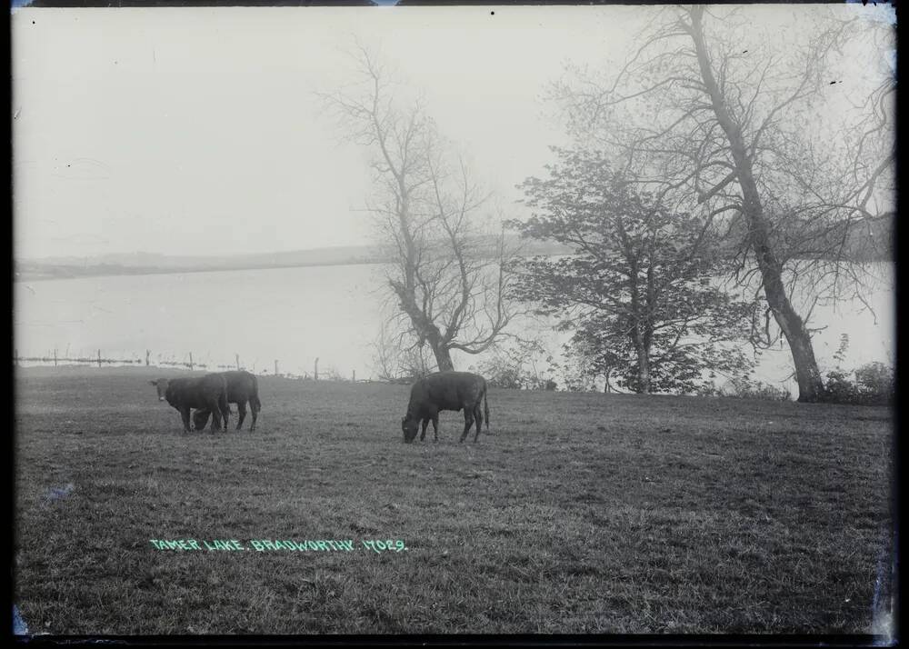 Grazing cattle by Tamer Lake, Bradworthy