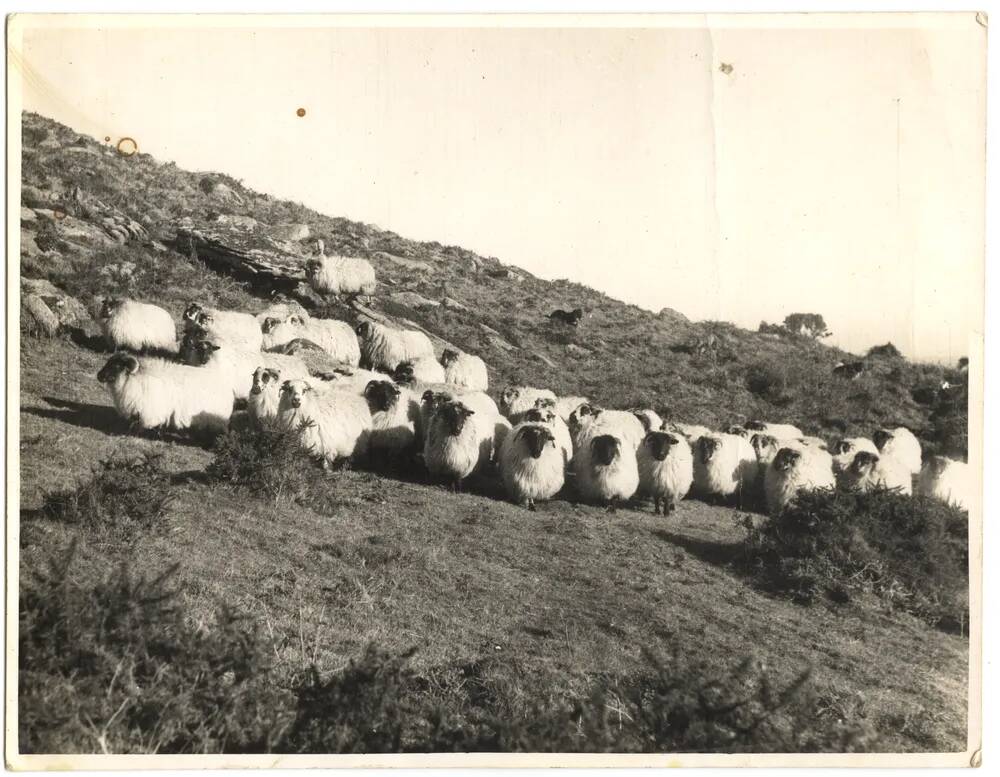 An image from the Dartmoor Trust Archive