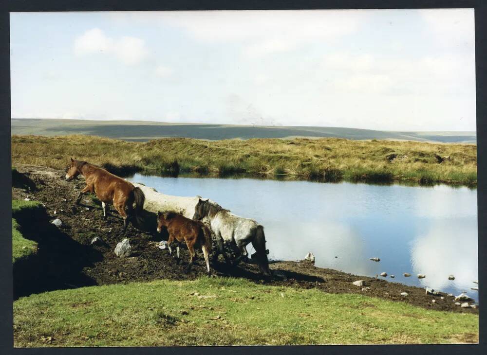 An image from the Dartmoor Trust Archive