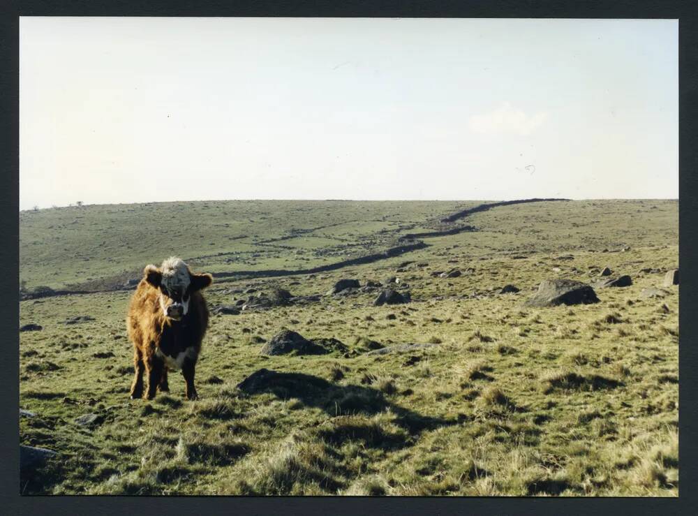 An image from the Dartmoor Trust Archive