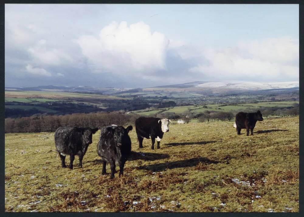 An image from the Dartmoor Trust Archive