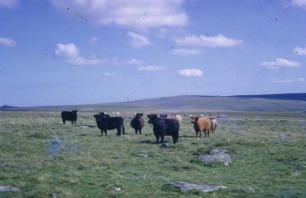 An image from the Dartmoor Trust Archive