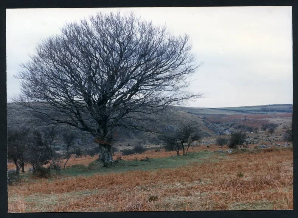 An image from the Dartmoor Trust Archive