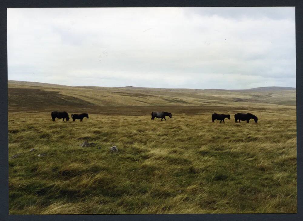 An image from the Dartmoor Trust Archive