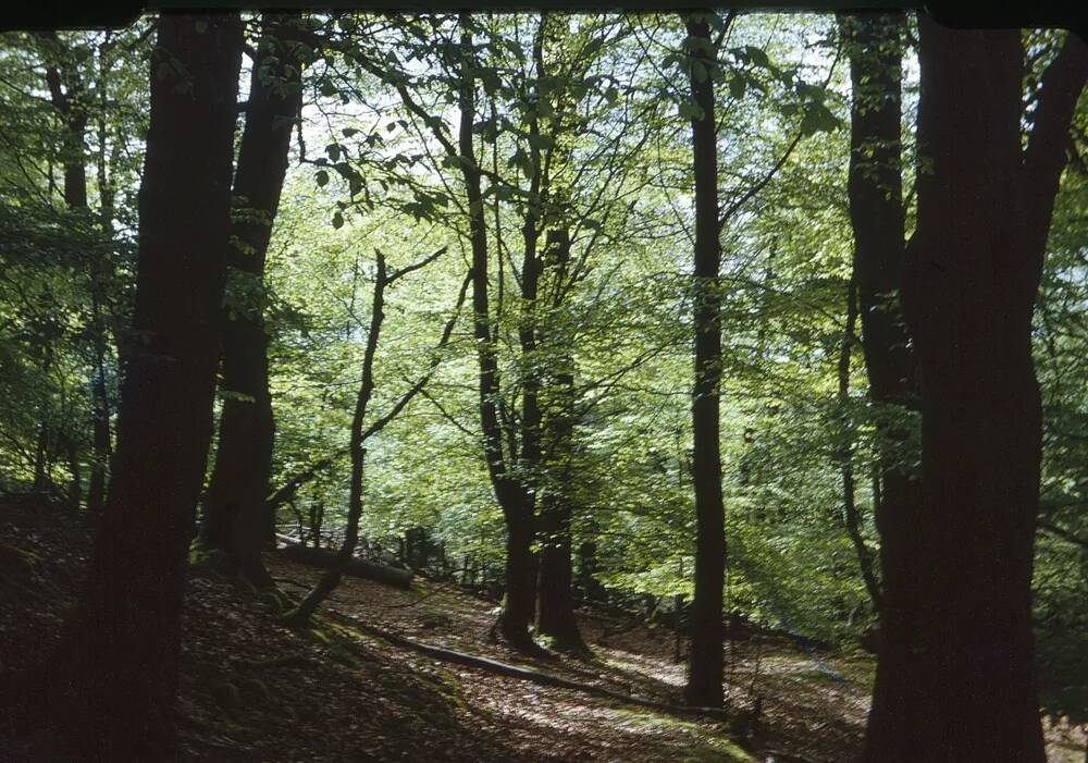 An image from the Dartmoor Trust Archive