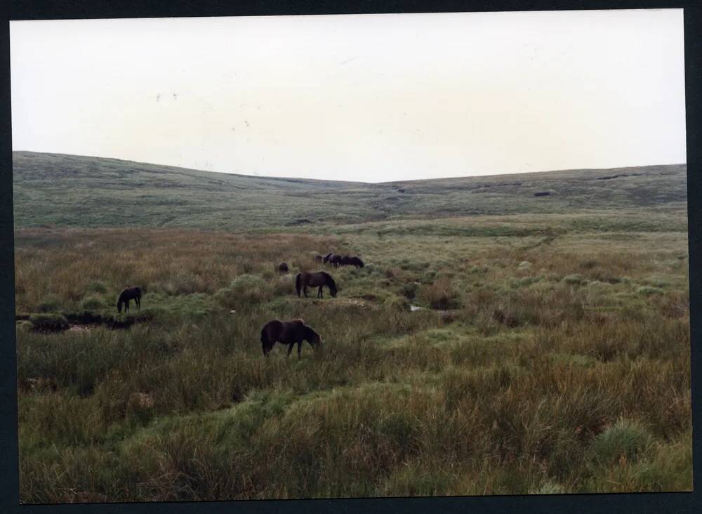 6/43 Cut Hill stream from W slopes Kit Hill 30/7/1991