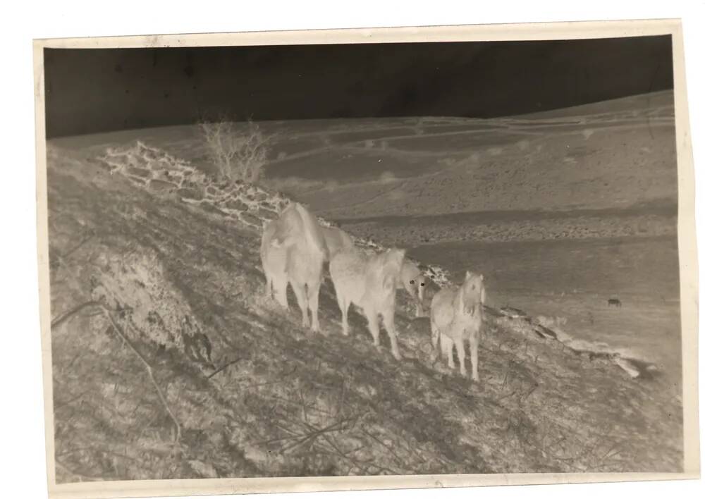 An image from the Dartmoor Trust Archive