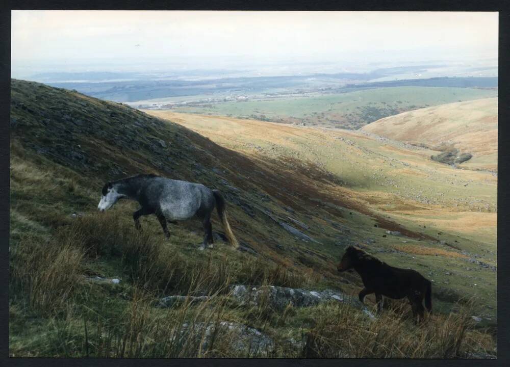 An image from the Dartmoor Trust Archive