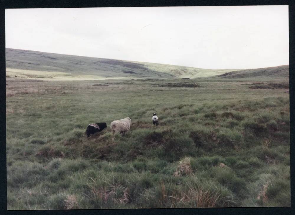 An image from the Dartmoor Trust Archive