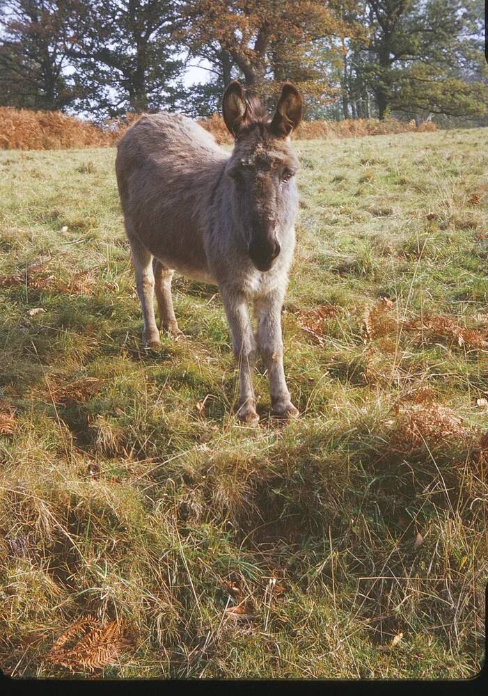 An image from the Dartmoor Trust Archive