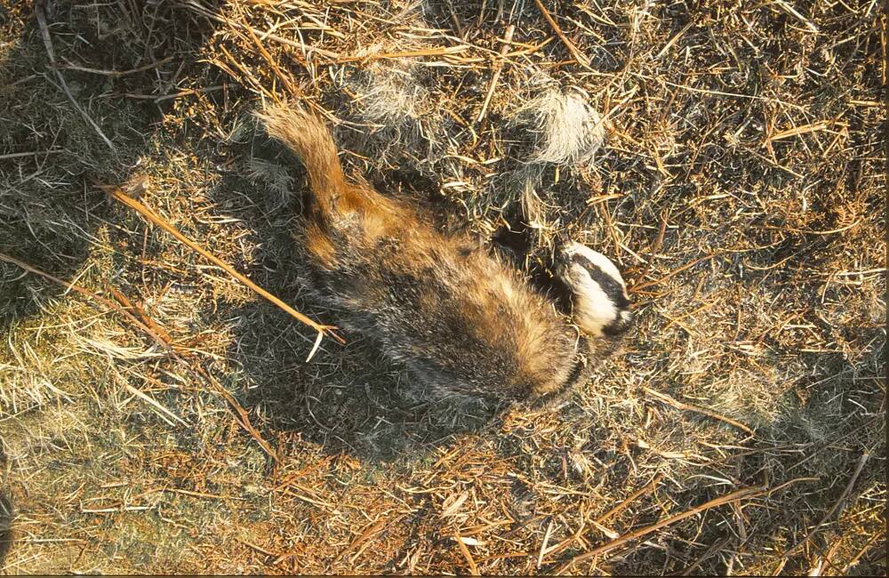 dead badger