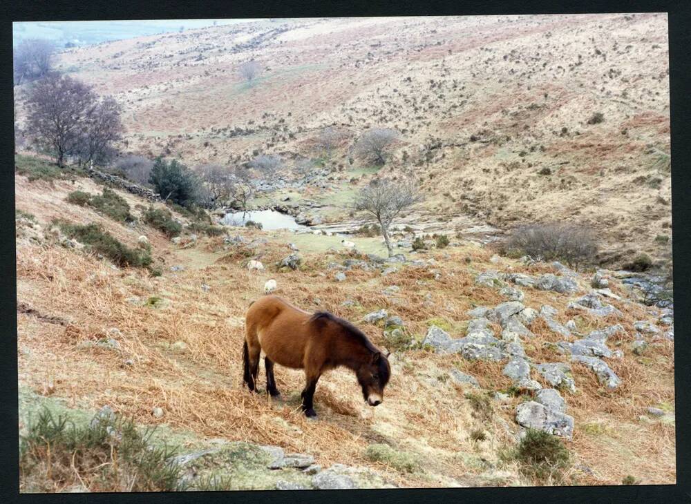 An image from the Dartmoor Trust Archive