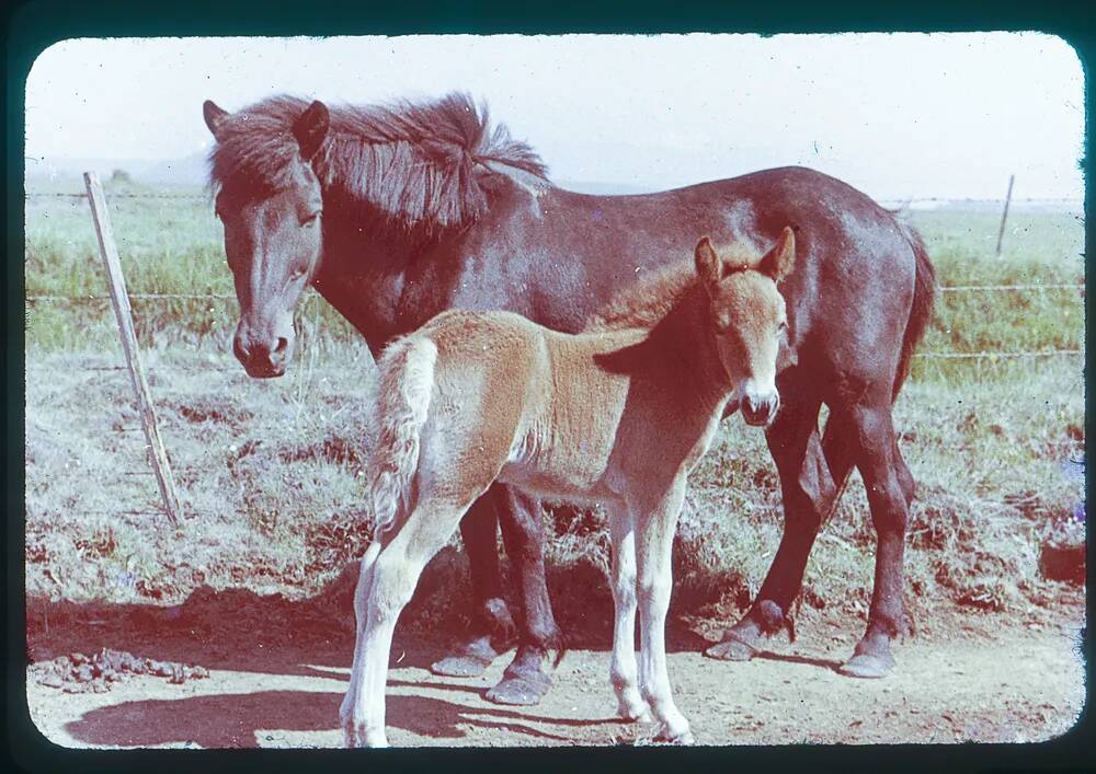 An image from the Dartmoor Trust Archive