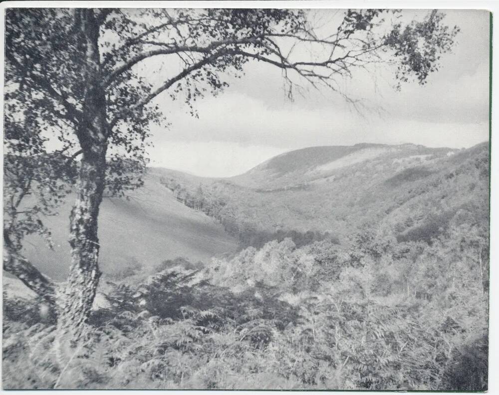 Border woodlands, Lustleigh Cleave