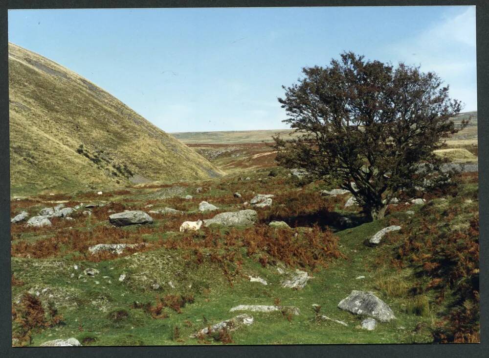 An image from the Dartmoor Trust Archive