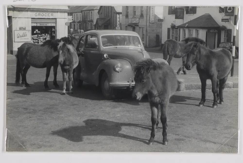 Dartmoor Ponies.