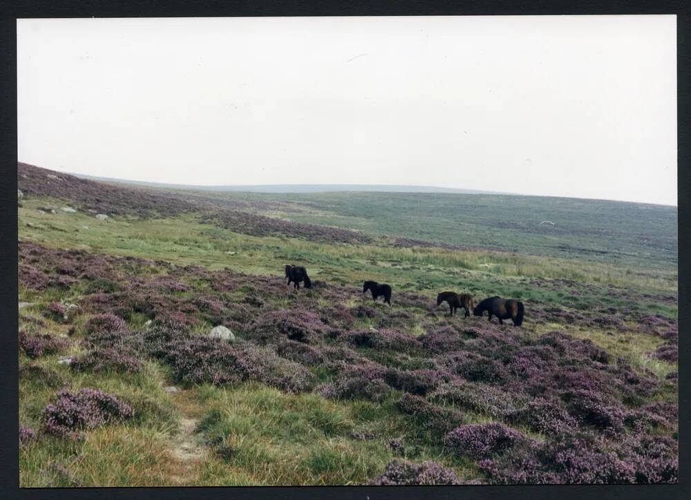 An image from the Dartmoor Trust Archive