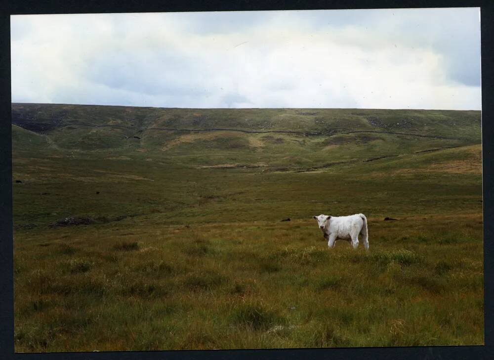 An image from the Dartmoor Trust Archive