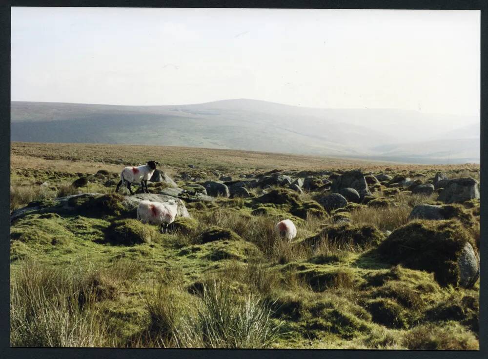 An image from the Dartmoor Trust Archive