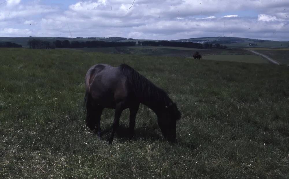 An image from the Dartmoor Trust Archive