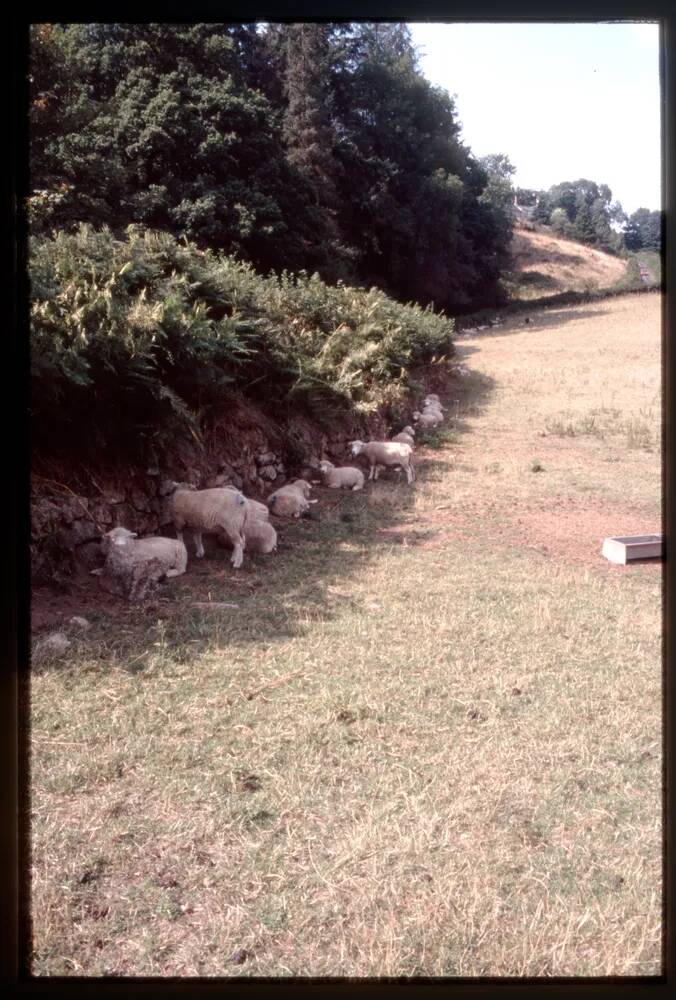 Sheep grazing in Shade