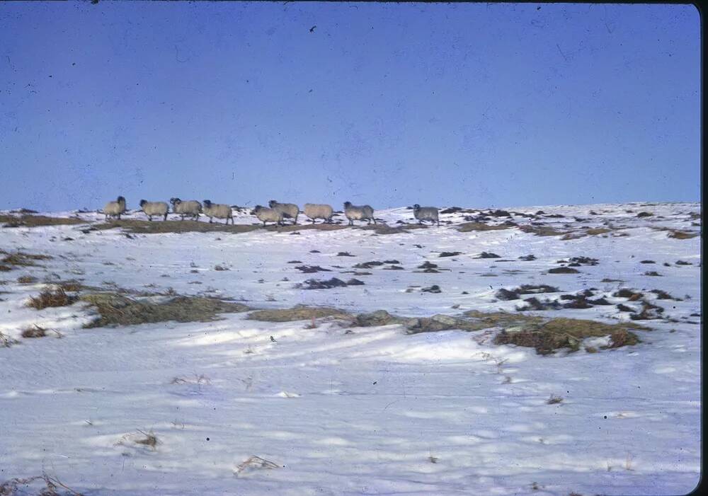 An image from the Dartmoor Trust Archive