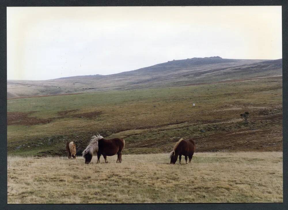 An image from the Dartmoor Trust Archive