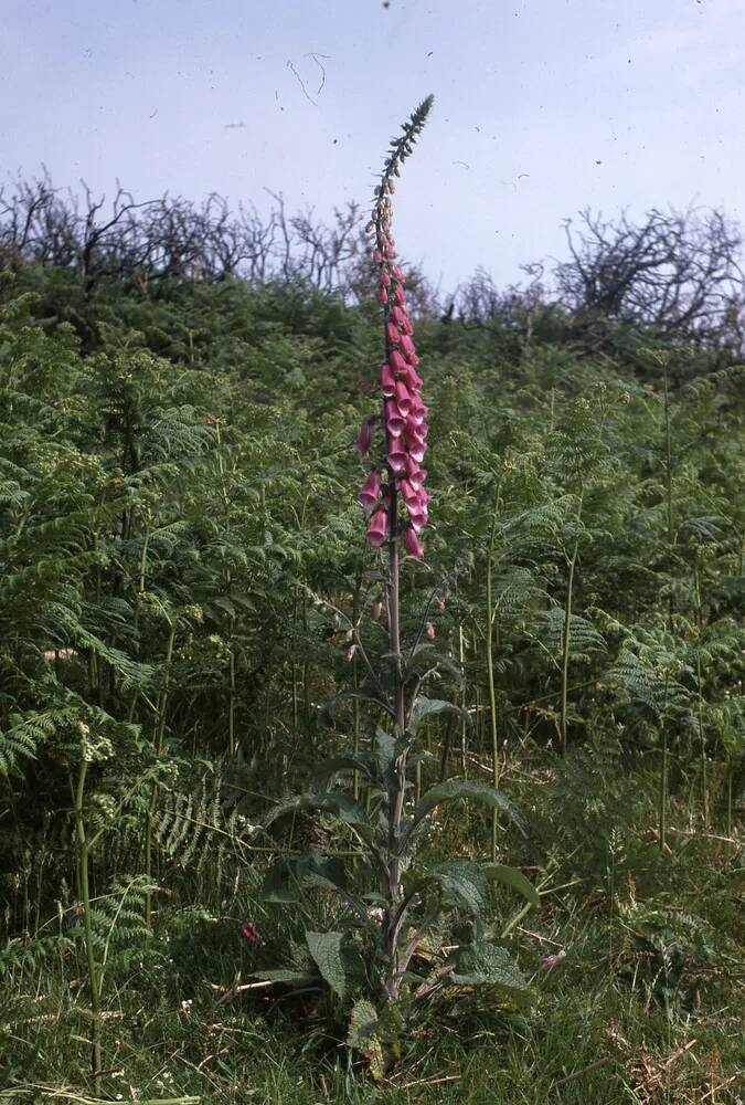 An image from the Dartmoor Trust Archive