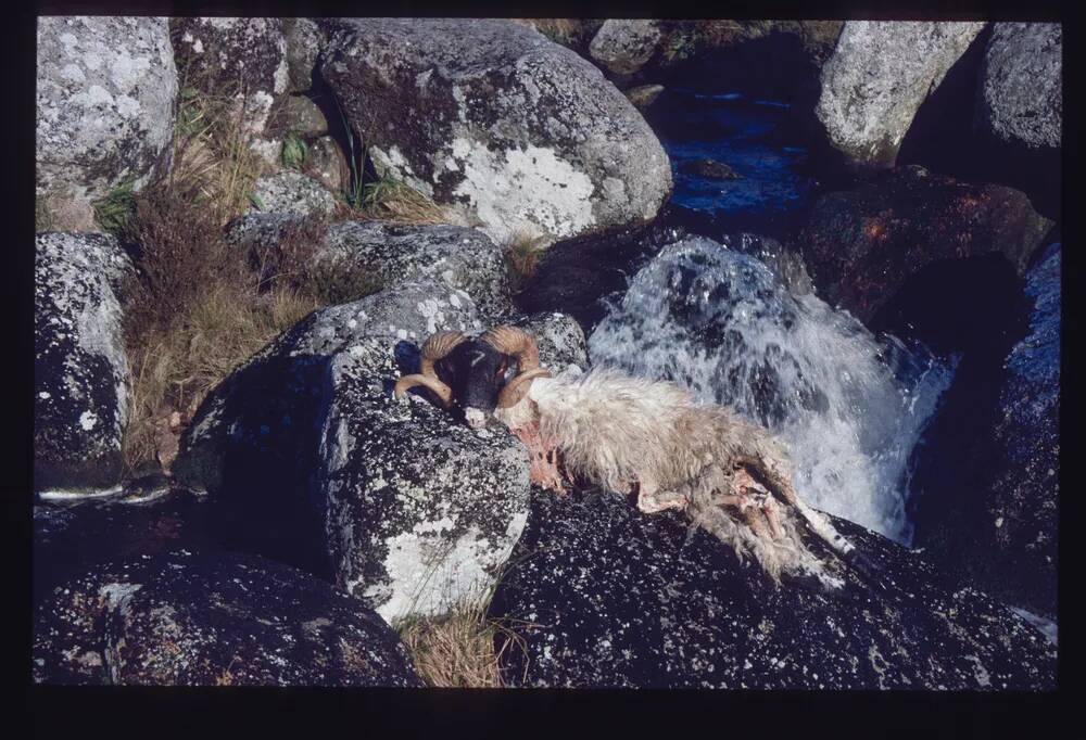 An image from the Dartmoor Trust Archive