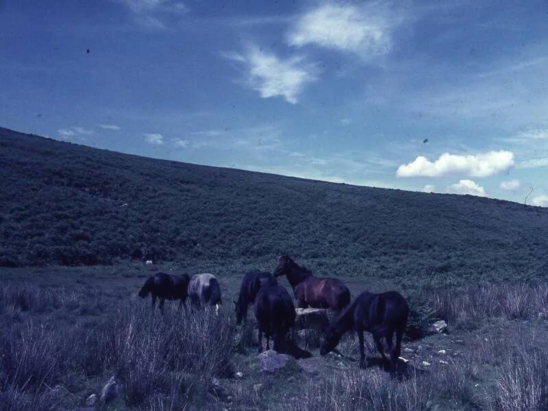 An image from the Dartmoor Trust Archive